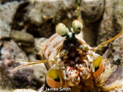 Havana Mantis Shrimp, OMD EM5, 60mm Macro lens by James Smith 